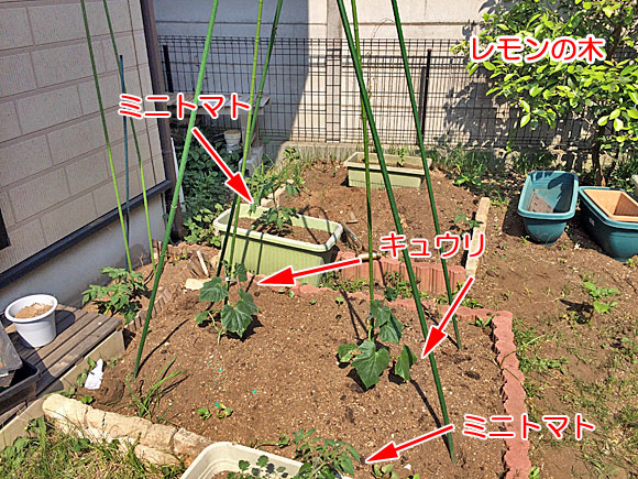 家庭菜園・ミニトマトときゅうり